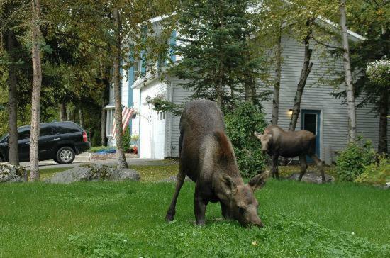 Judy'S Touch Of Class B&B Anchorage Exterior foto